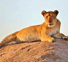 predators serengeti lion - wildlife safari tanzania